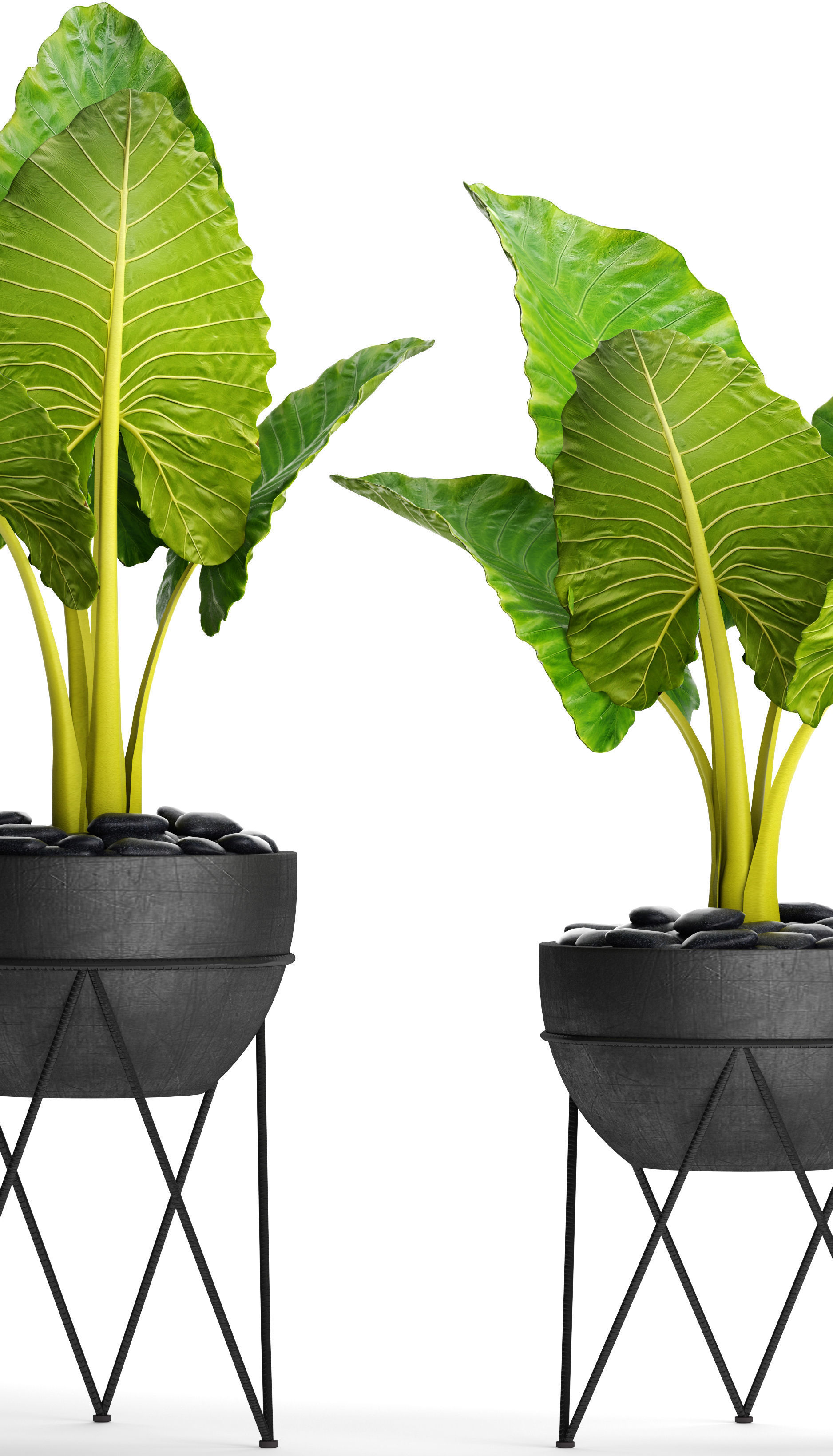 Alocasia macrorrhiza 3D model_9