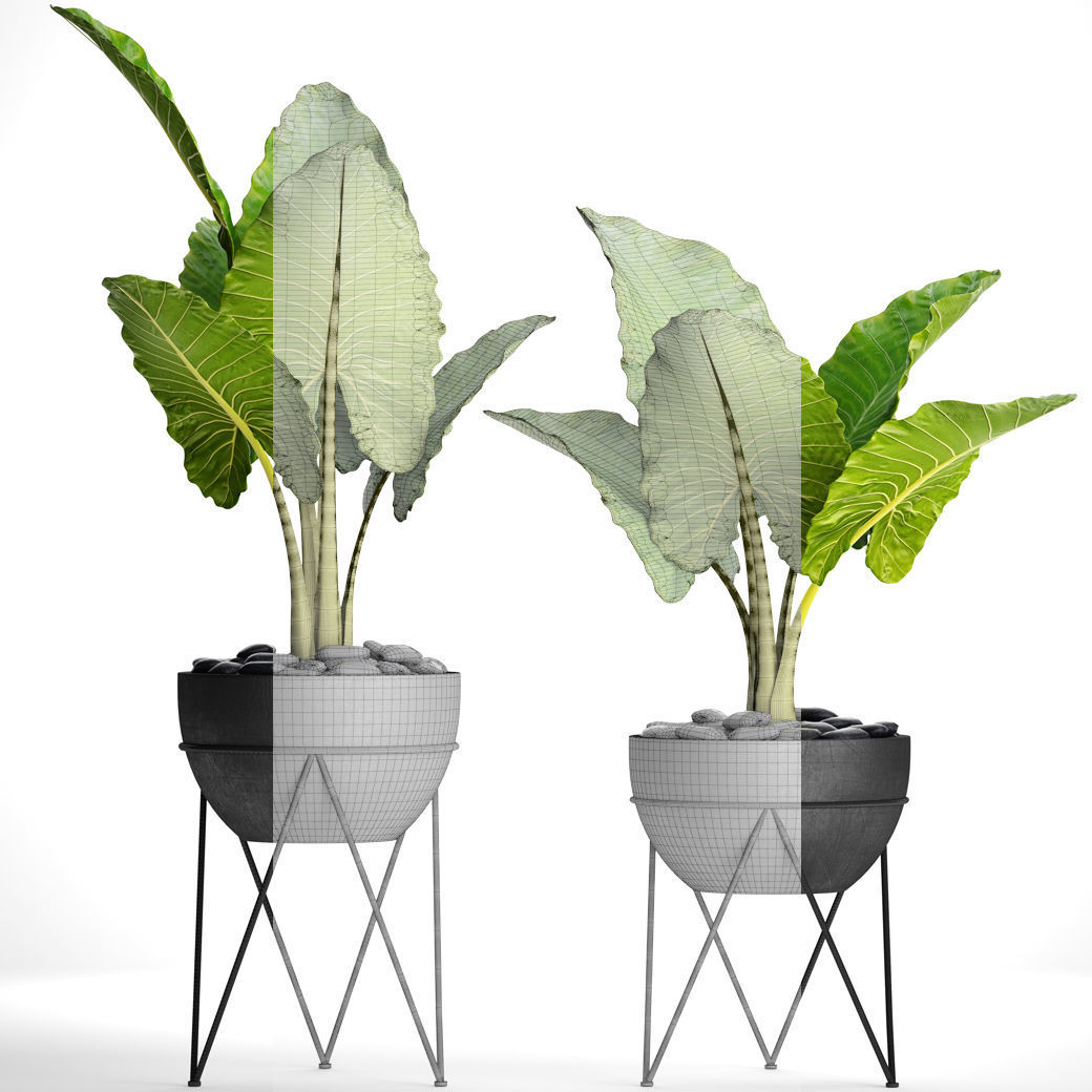 Alocasia macrorrhiza 3D model_5