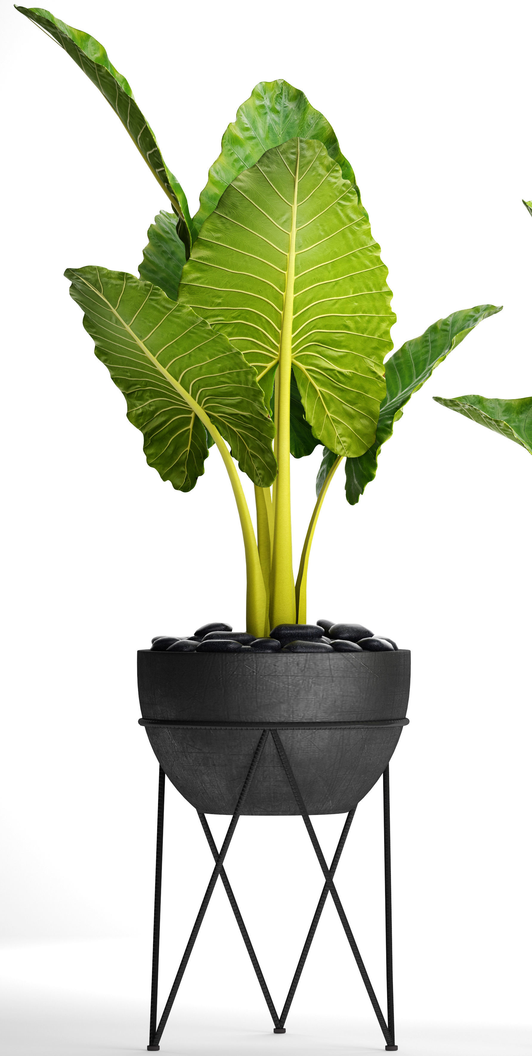 Alocasia macrorrhiza 3D model_2
