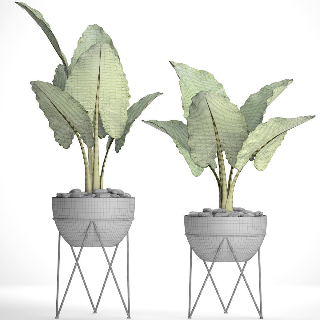 Alocasia macrorrhiza 3D model_4