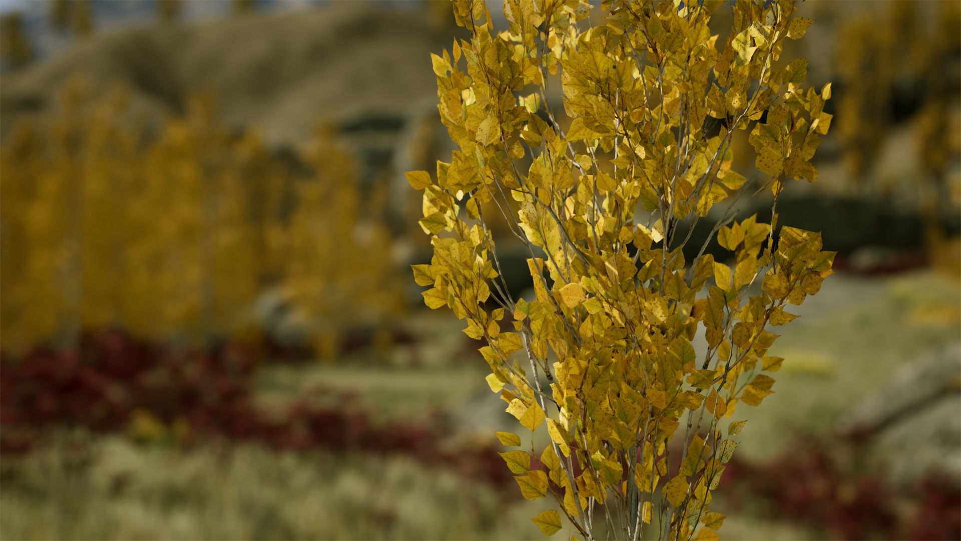 Scanned Poplar-Aspen Forest with Seasons for Unreal Engine 4 - 5 Low-poly 3D model_17