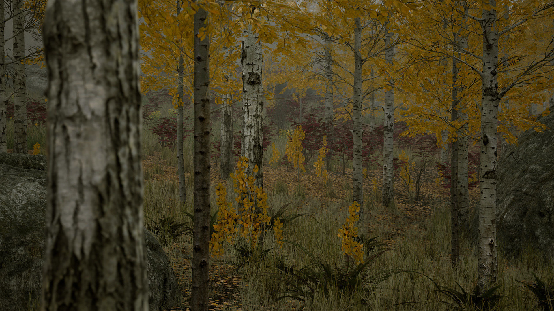 Scanned Poplar-Aspen Forest with Seasons for Unreal Engine 4 - 5 Low-poly 3D model_18