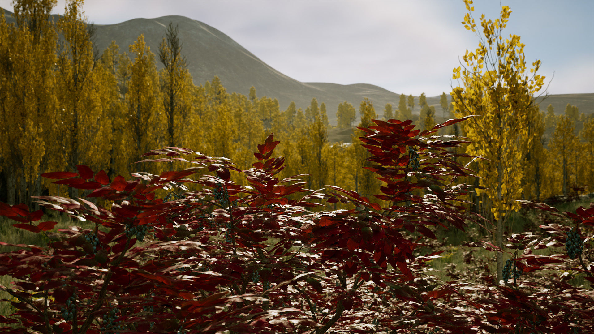 Scanned Poplar-Aspen Forest with Seasons for Unreal Engine 4 - 5 Low-poly 3D model_14