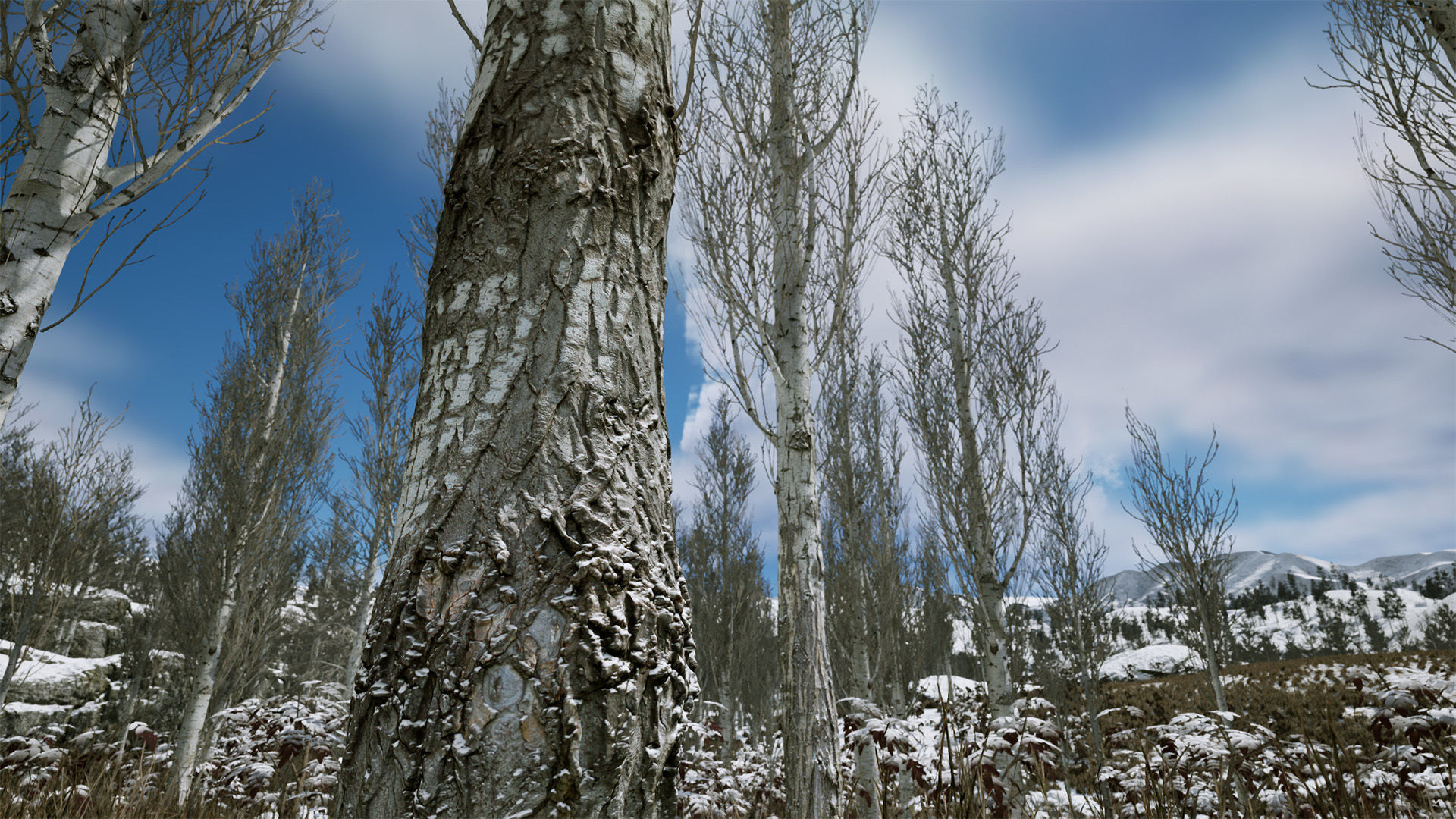 Scanned Poplar-Aspen Forest with Seasons for Unreal Engine 4 - 5 Low-poly 3D model_21