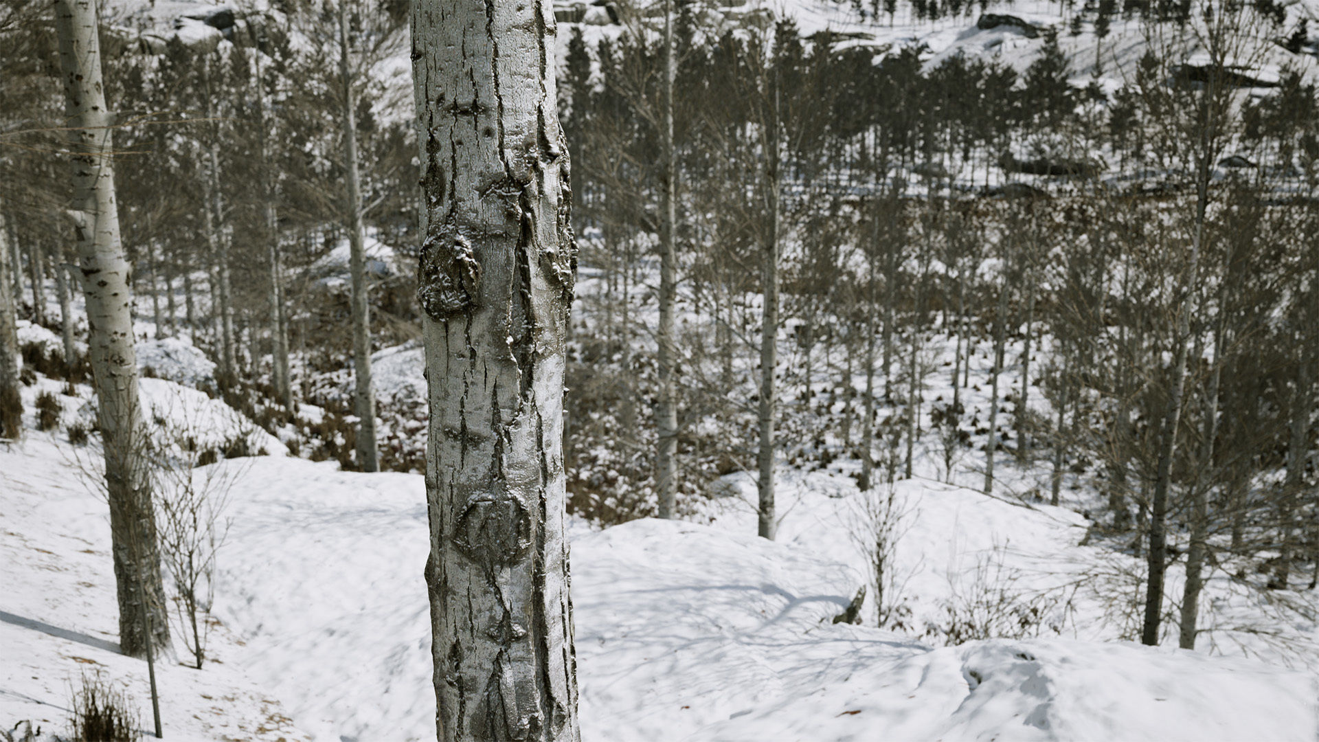 Scanned Poplar-Aspen Forest with Seasons for Unreal Engine 4 - 5 Low-poly 3D model_5