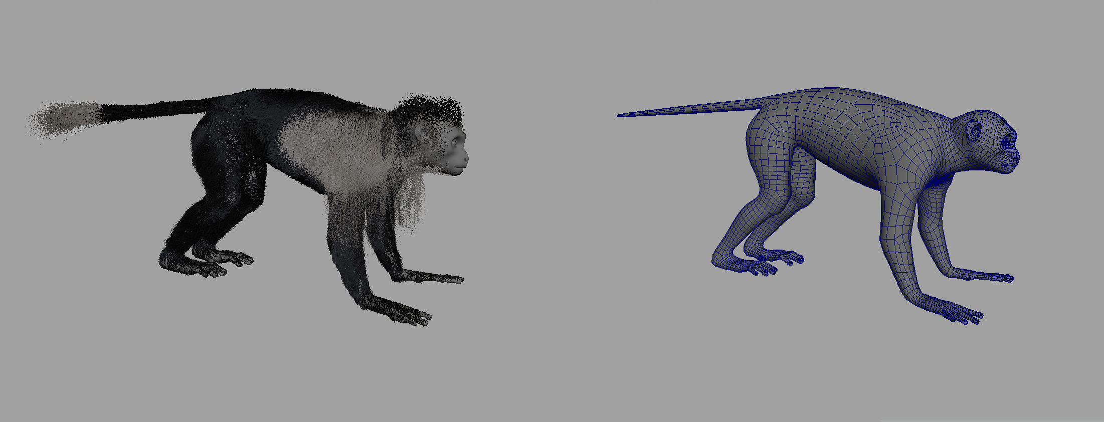 Colobus monkey with realistic fur Low-poly 3D model_6