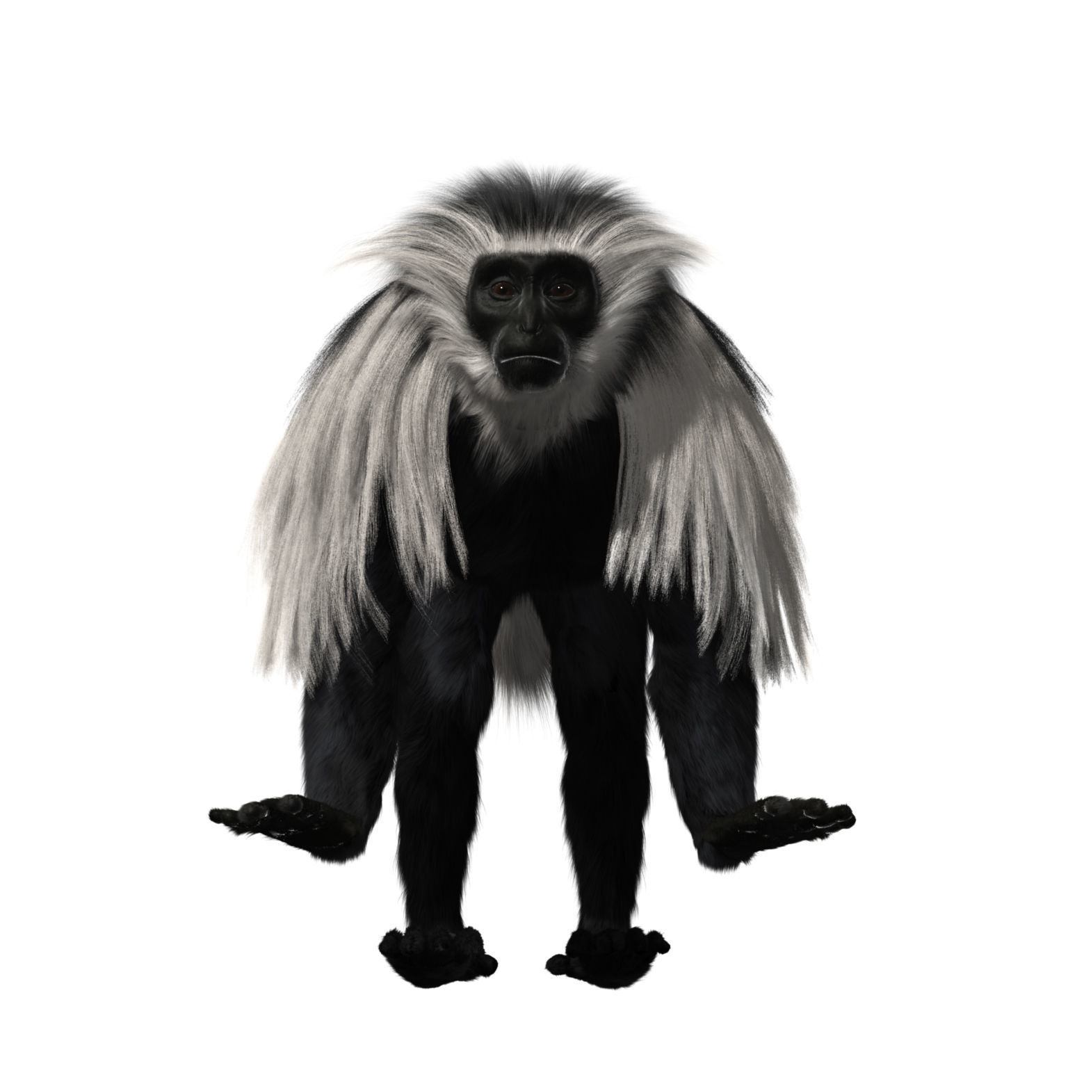 Colobus monkey with realistic fur Low-poly 3D model_7