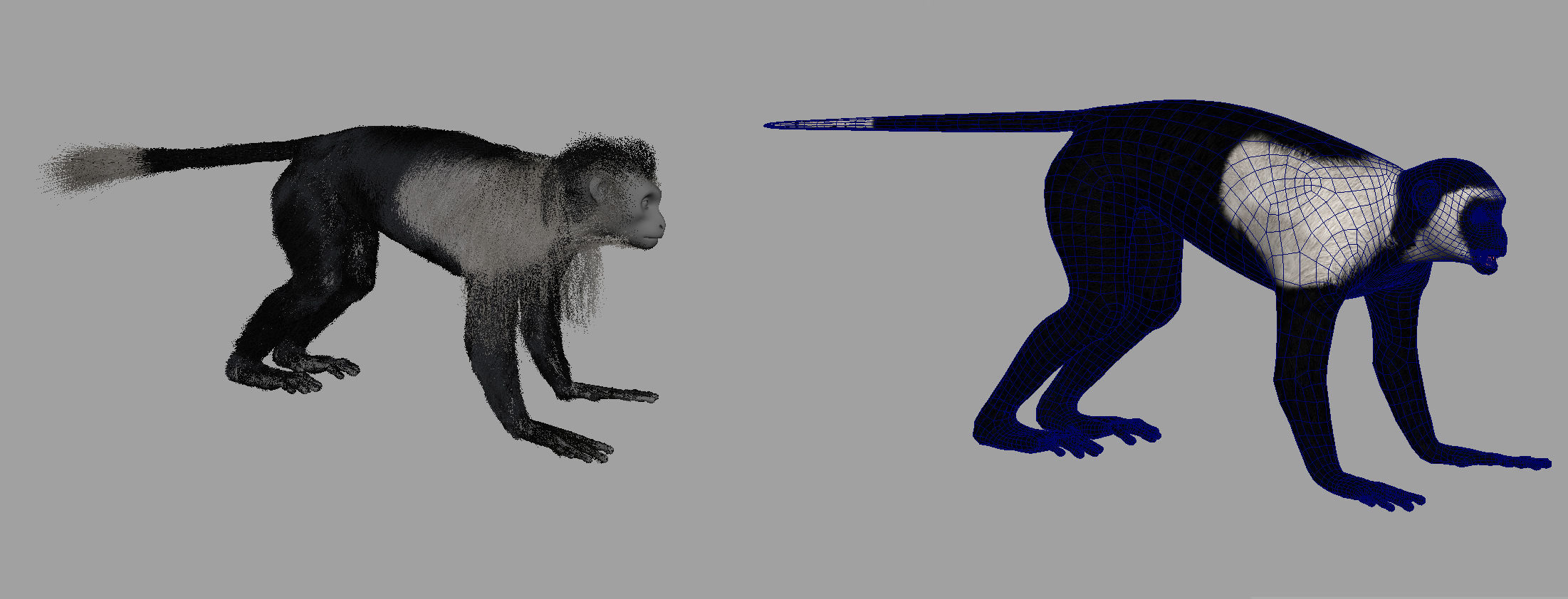 Colobus monkey with realistic fur Low-poly 3D model_5