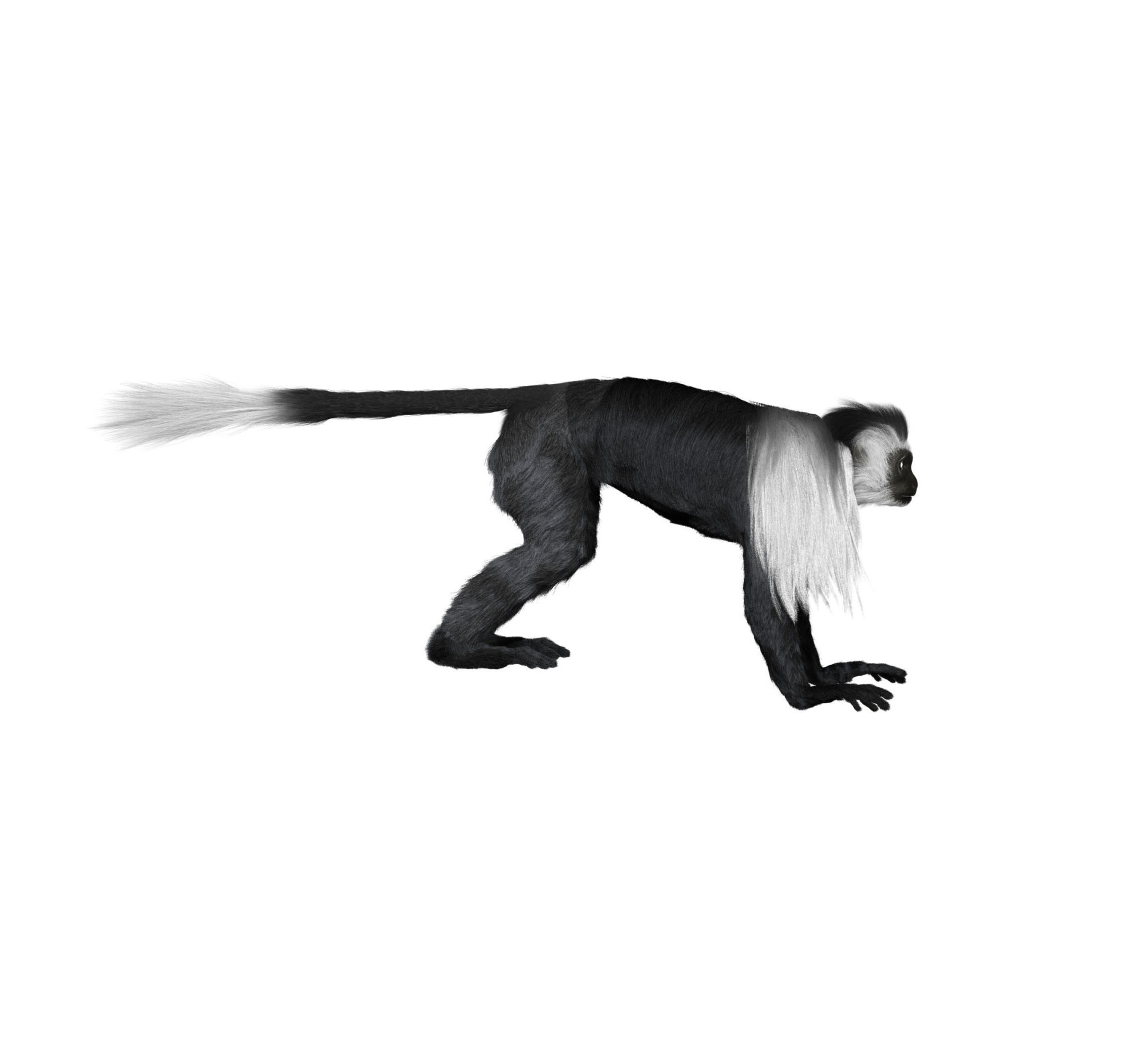 Colobus monkey with realistic fur Low-poly 3D model_4