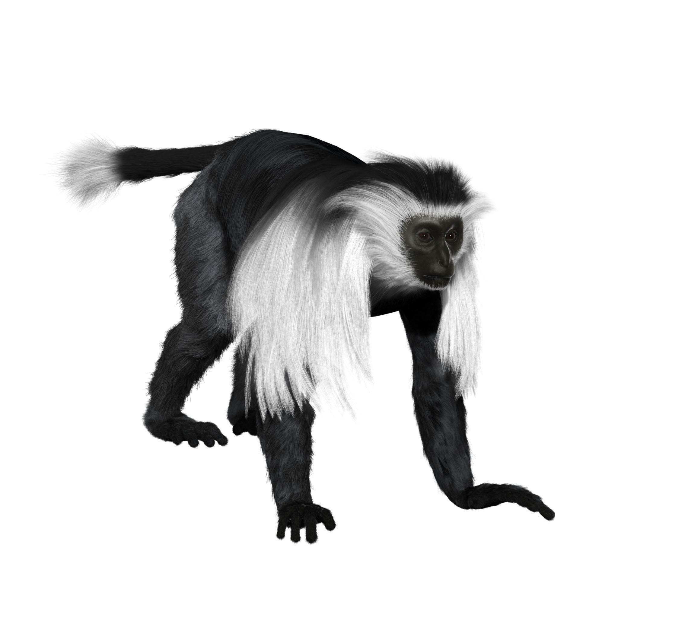 Colobus monkey with realistic fur Low-poly 3D model_1