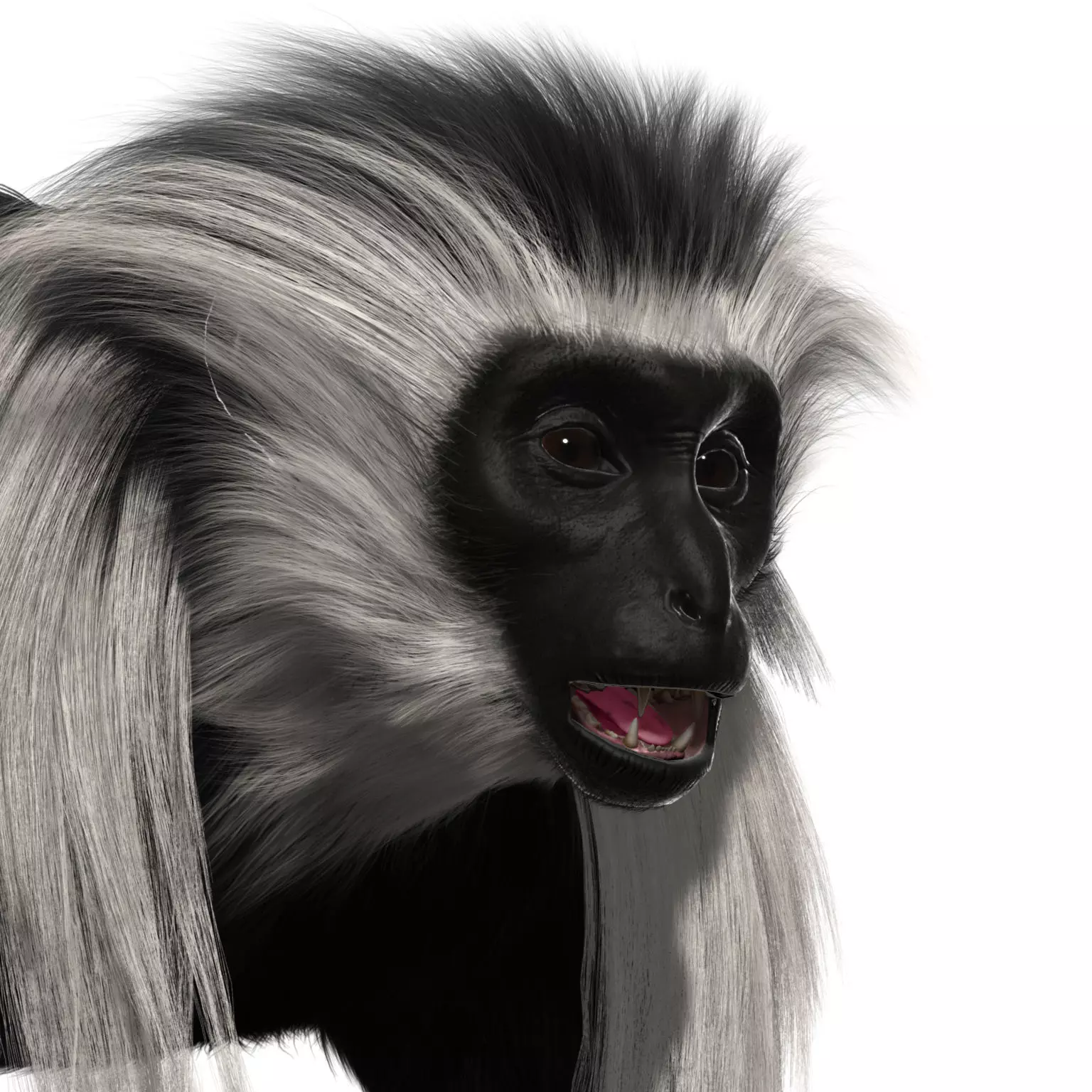 Colobus monkey with realistic fur Low-poly 3D model_0