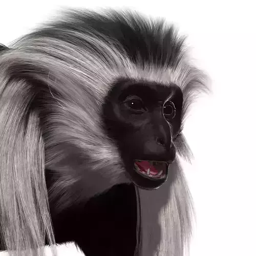 Colobus monkey with realistic fur Low-poly 3D model