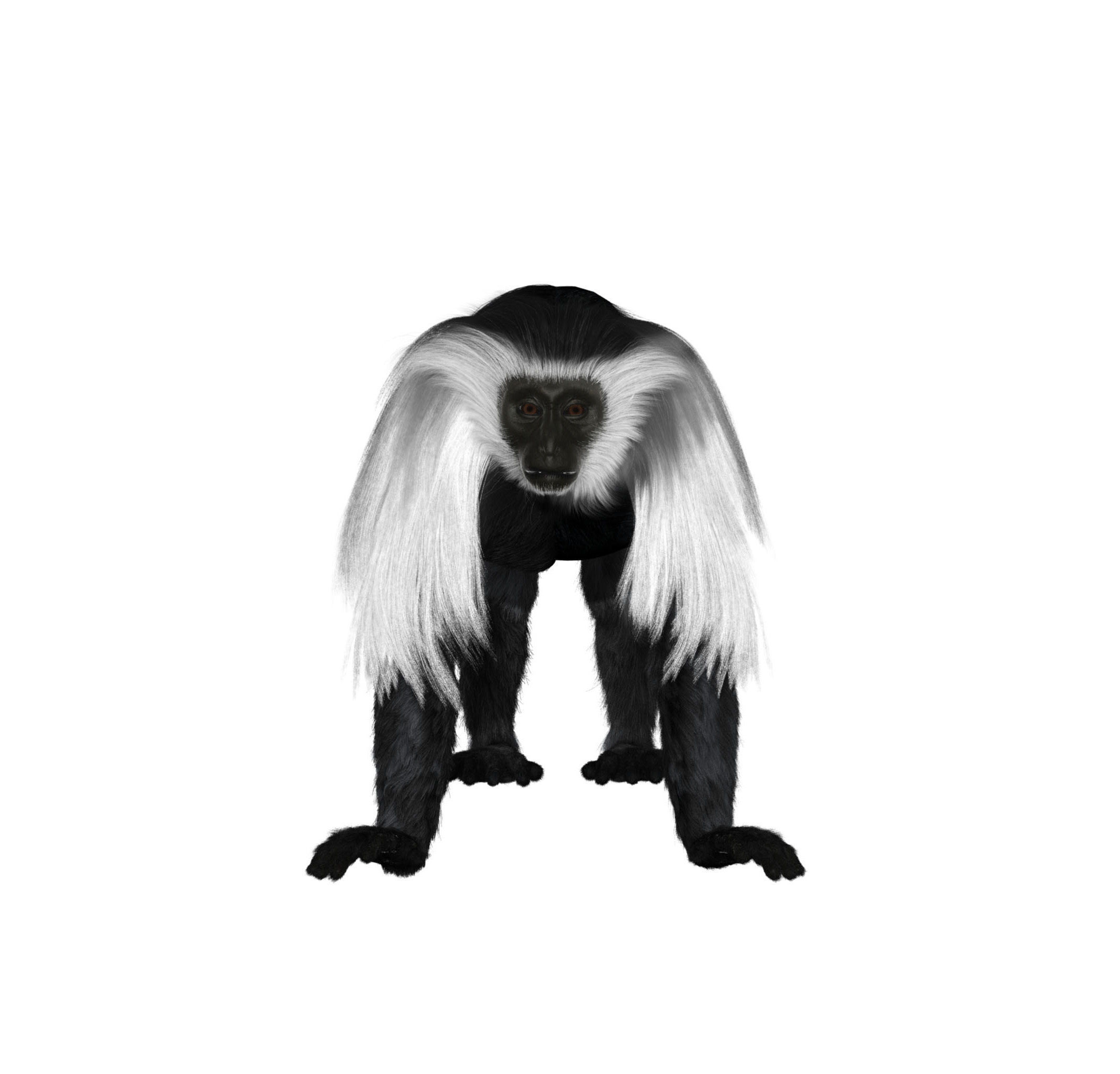 Colobus monkey with realistic fur Low-poly 3D model_3