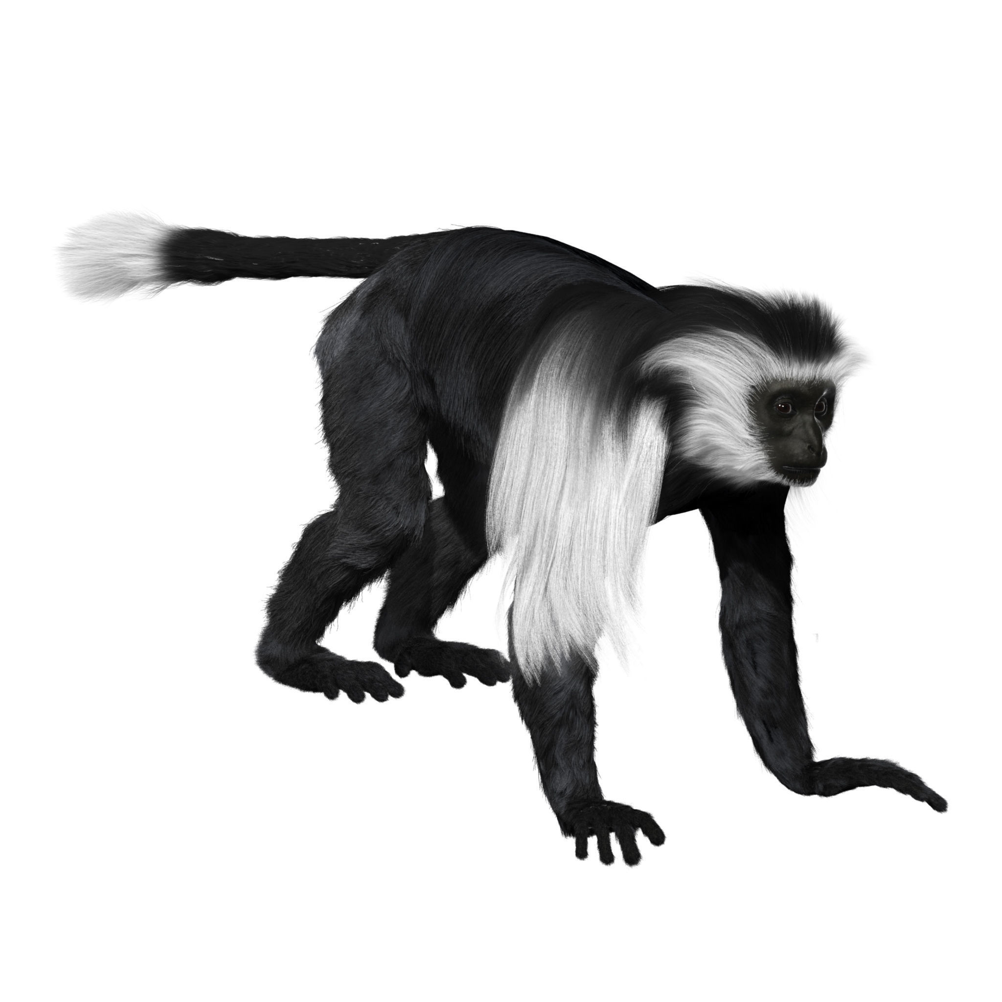 Colobus monkey with realistic fur Low-poly 3D model_2