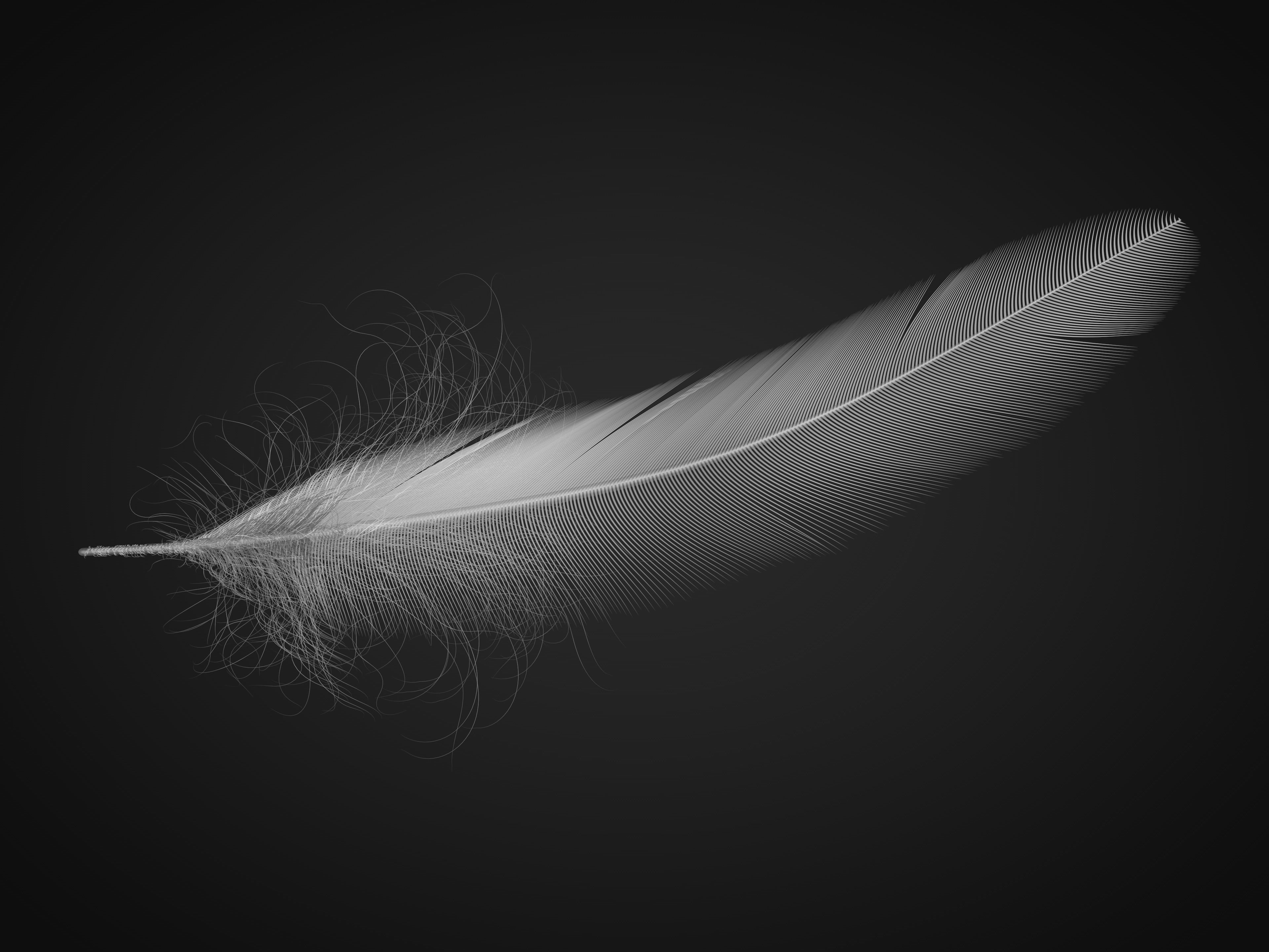 Feather 3D model_3