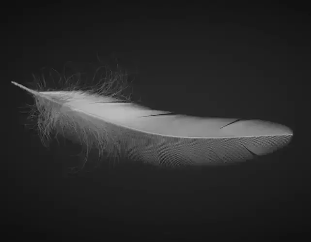 Feather 3D model