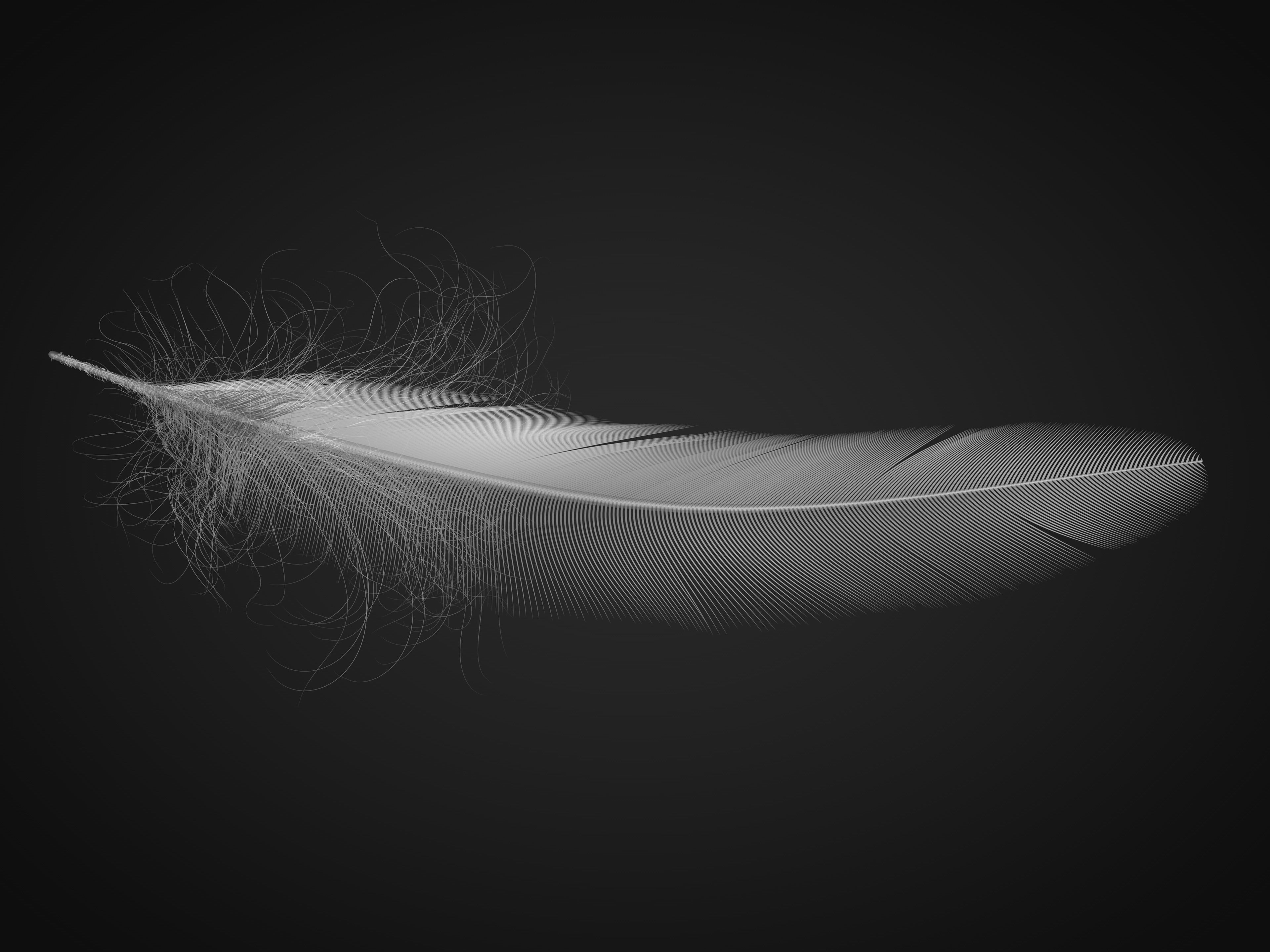 Feather 3D model_4