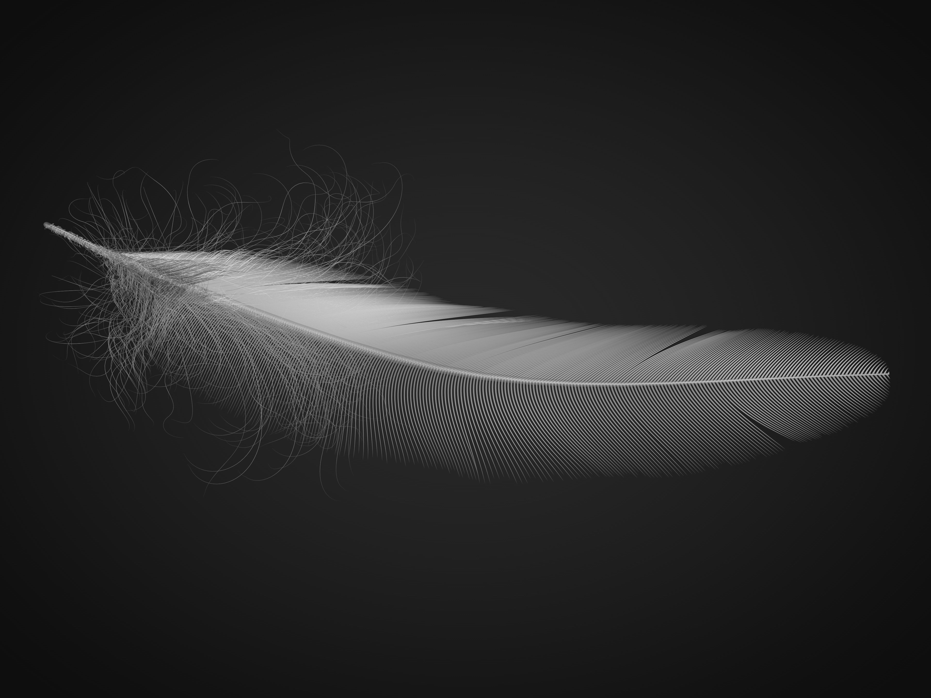 Feather 3D model_1