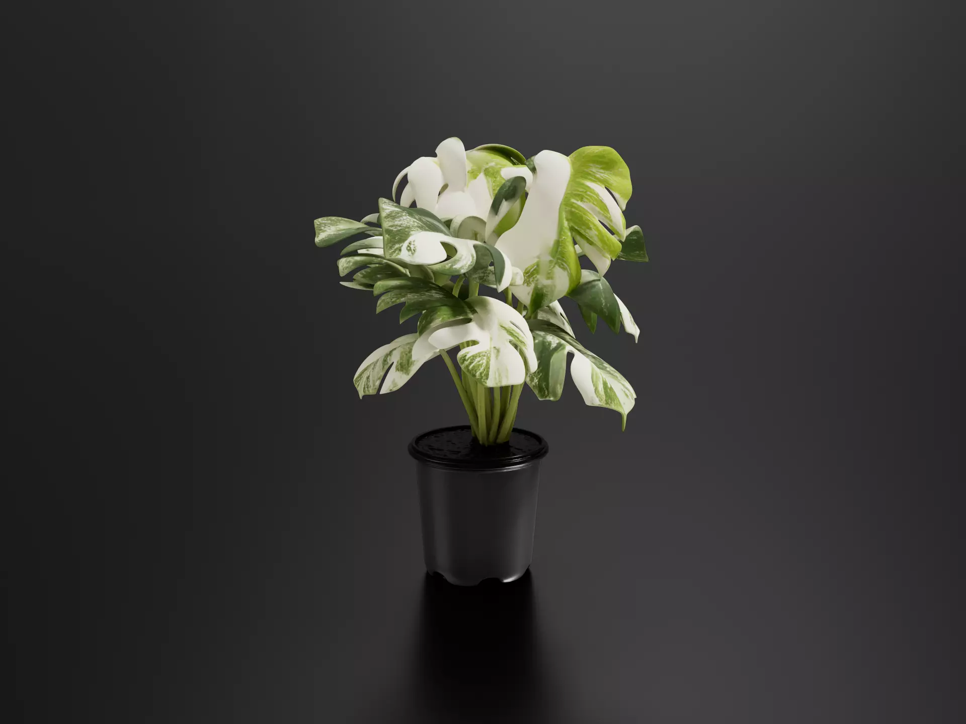 Monstera Cheese Plant Pot 013 3D print model
