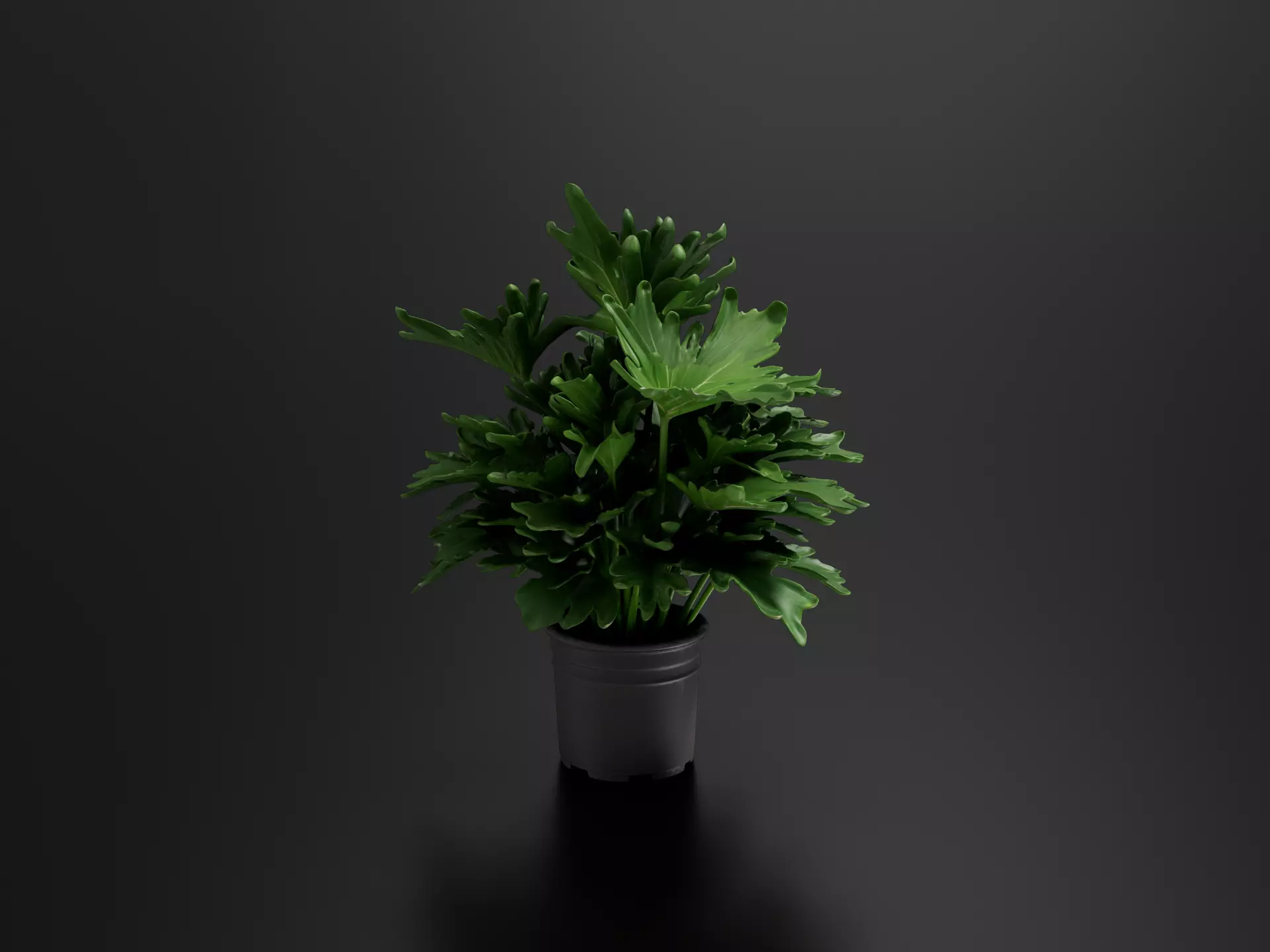 Monstera Cheese Plant Pot 02 3D print model