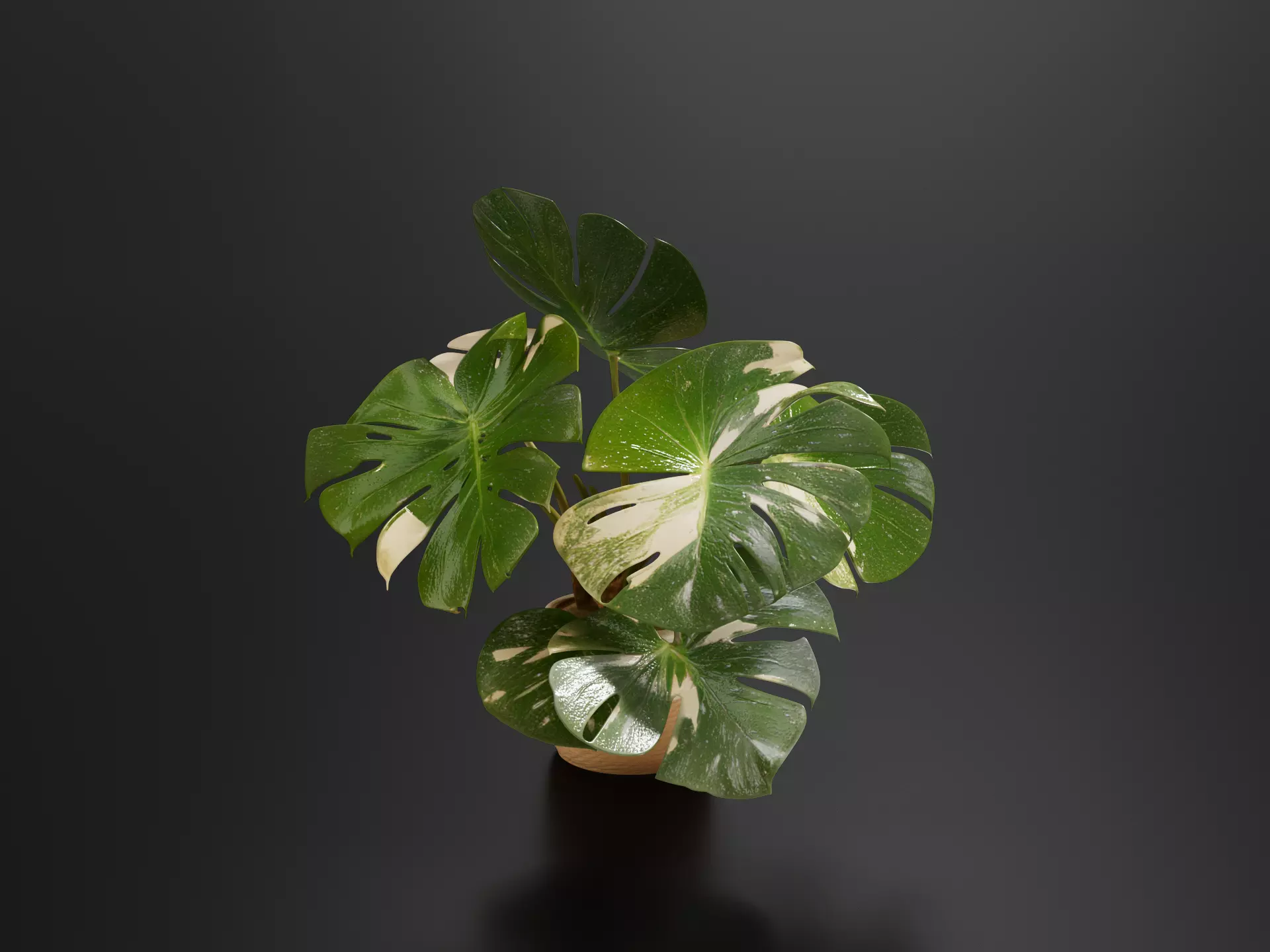 Monstera Cheese Plant Pot 03 3D print model