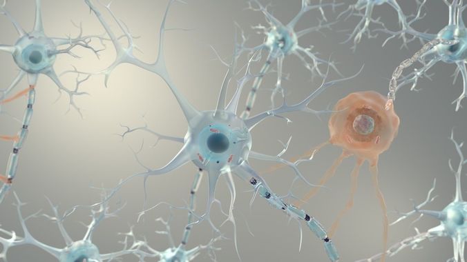 Brain Neurons for Cinema 4d  3D model