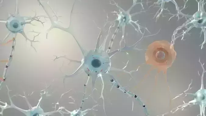 Brain Neurons for Cinema 4d  3D model