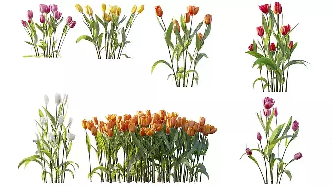 AV Plant Tulip Liliaceae Tulipa Flower 3D model 6