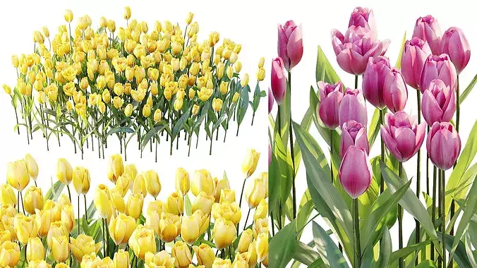 AV Plant Tulip Liliaceae Tulipa Flower 3D model 5