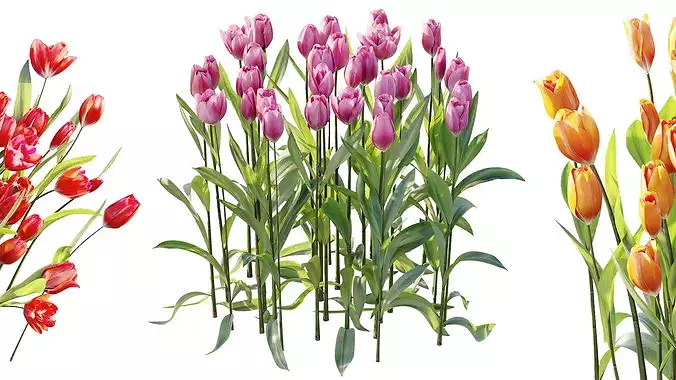 AV Plant Tulip Liliaceae Tulipa Flower 3D model 4