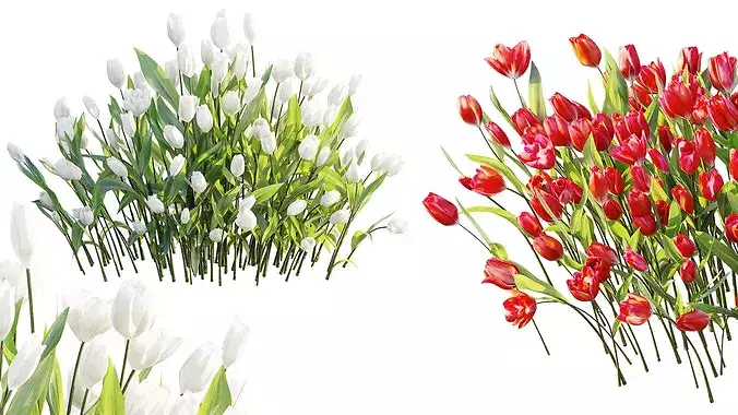 AV Plant Tulip Liliaceae Tulipa Flower 3D model 2