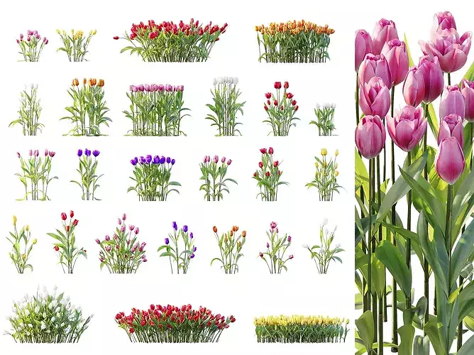 AV Plant Tulip Liliaceae Tulipa Flower 3D model