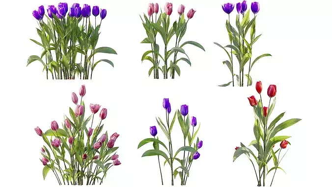 AV Plant Tulip Liliaceae Tulipa Flower 3D model 7
