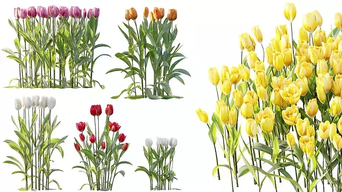 AV Plant Tulip Liliaceae Tulipa Flower 3D model 3