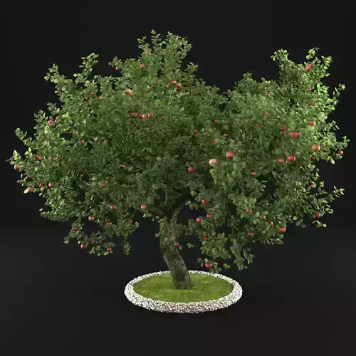 Apple Tree with Leaves