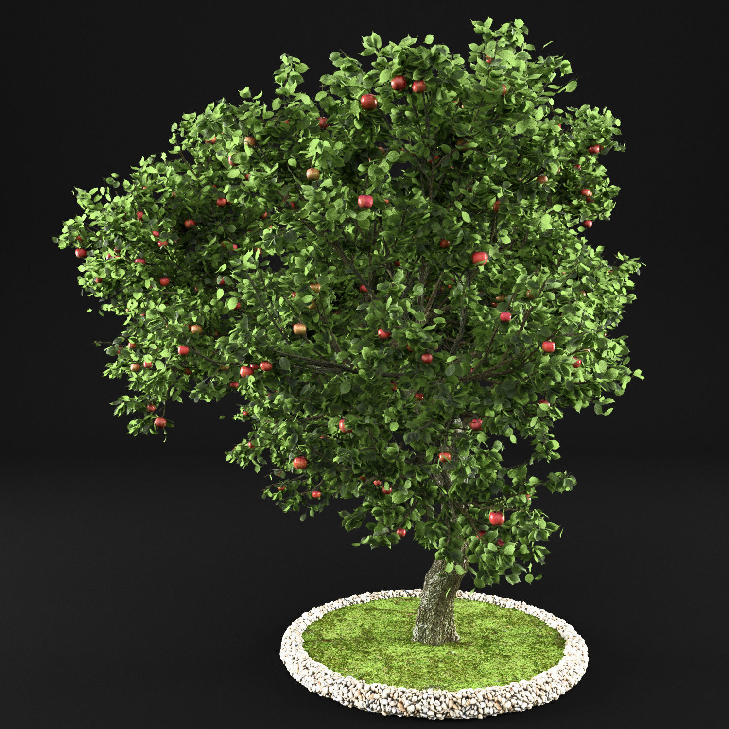 Apple tree 3D model_6