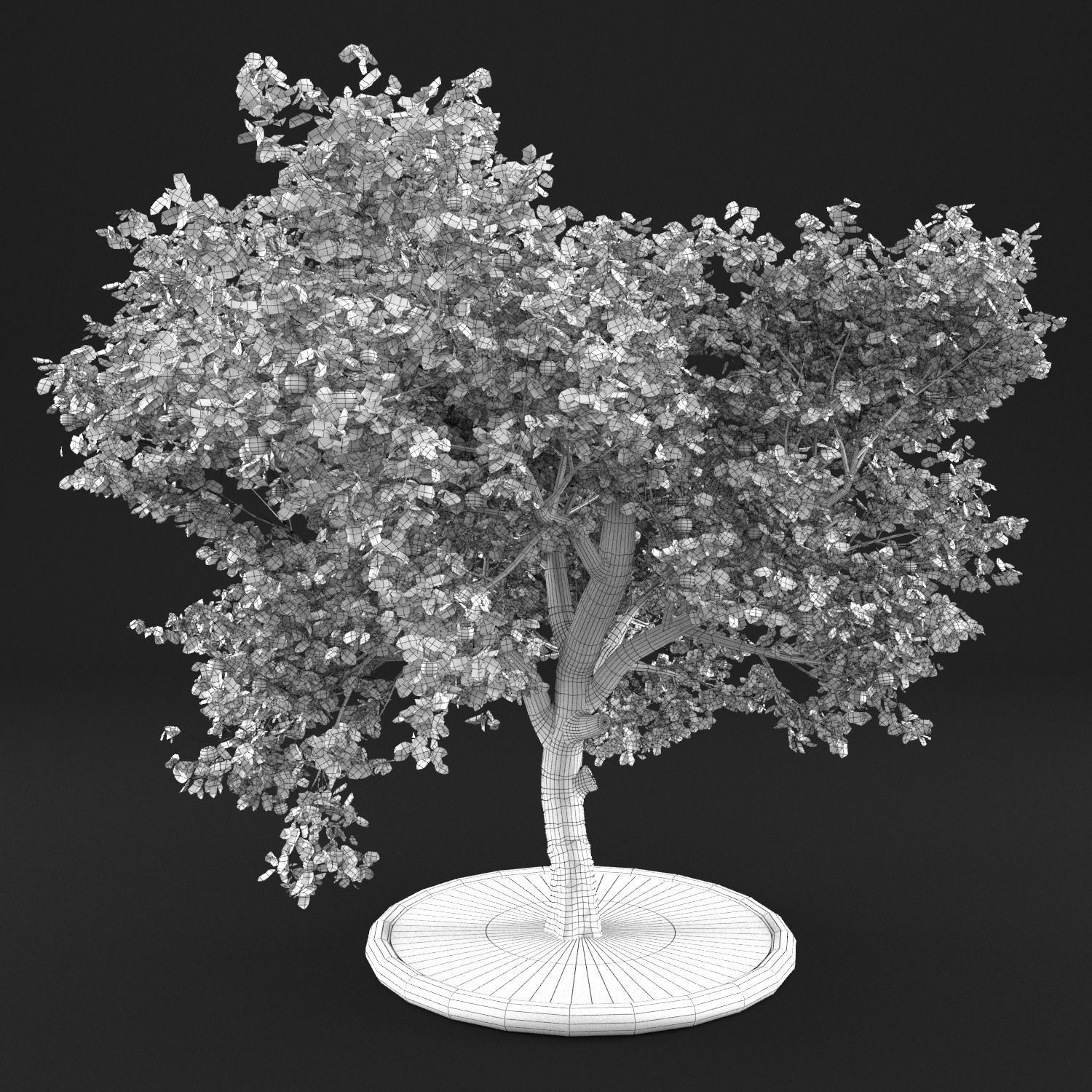 Apple Tree with Leaves 3D model_14