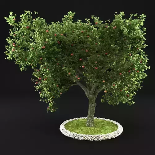 Apple Tree with Leaves