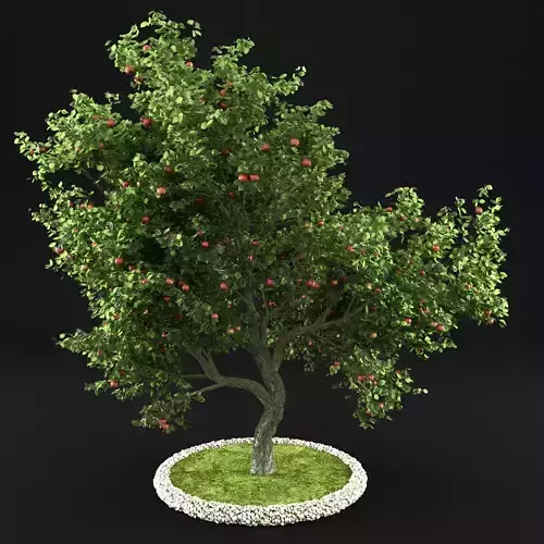 Apple Tree with Leaves 3D model