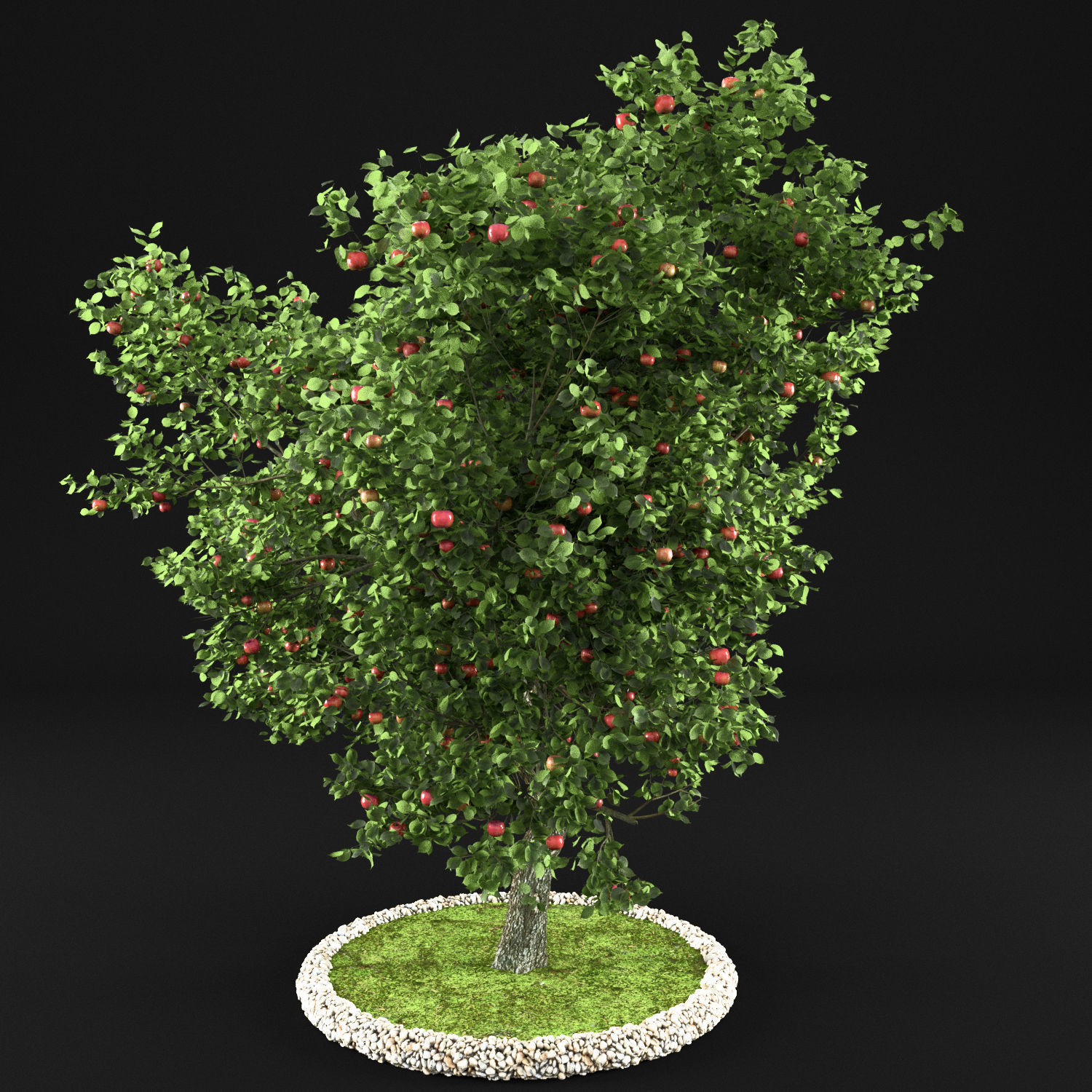 Apple Tree with Leaves 3D model_7