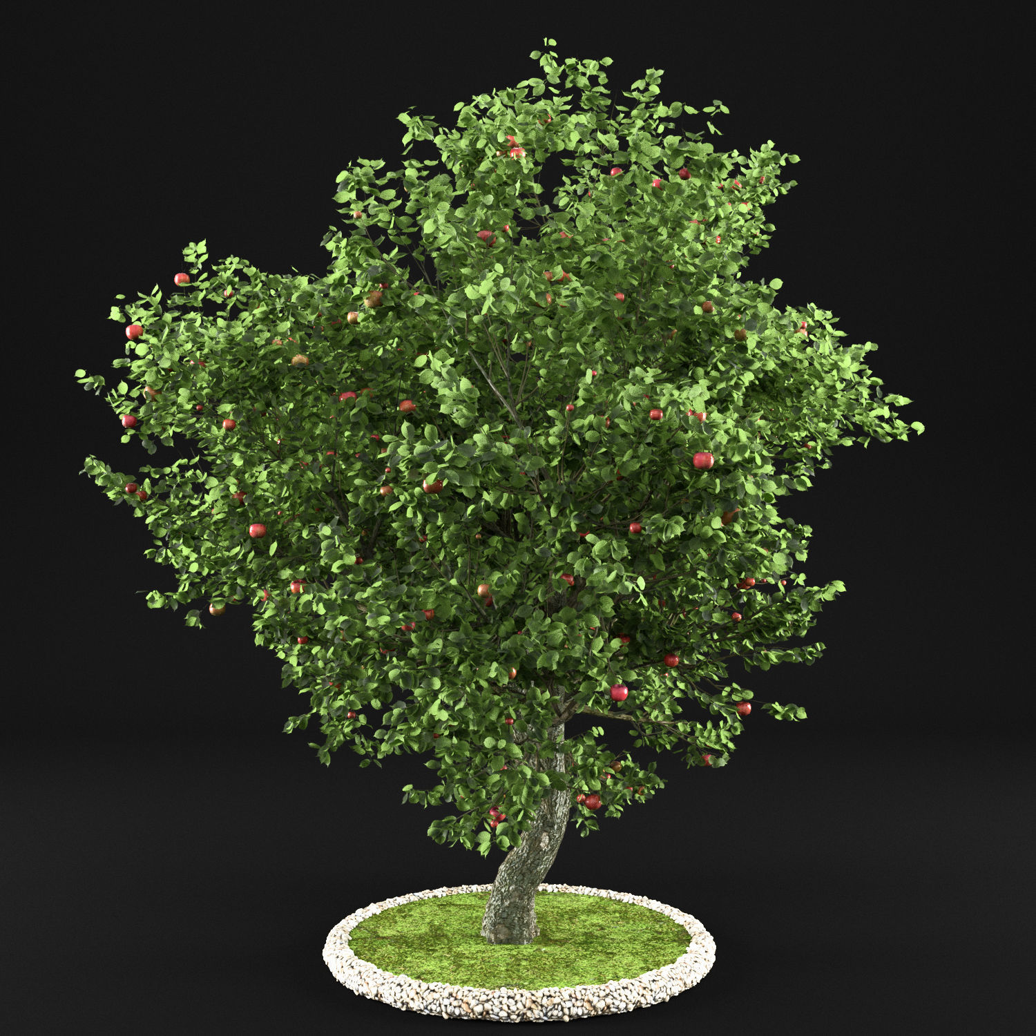 Apple Tree with Leaves 3D model_7