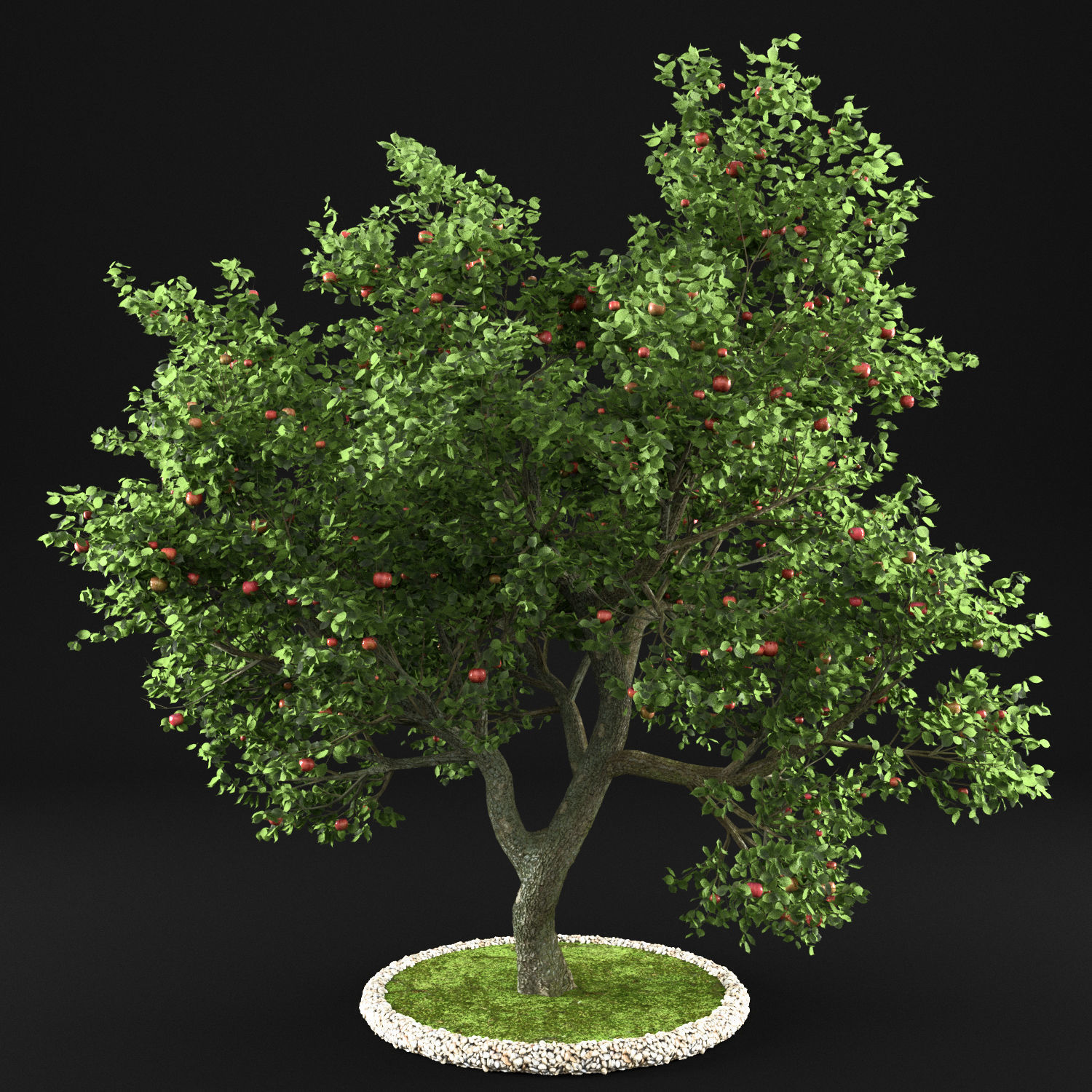 Apple Tree with Leaves 3D model_6