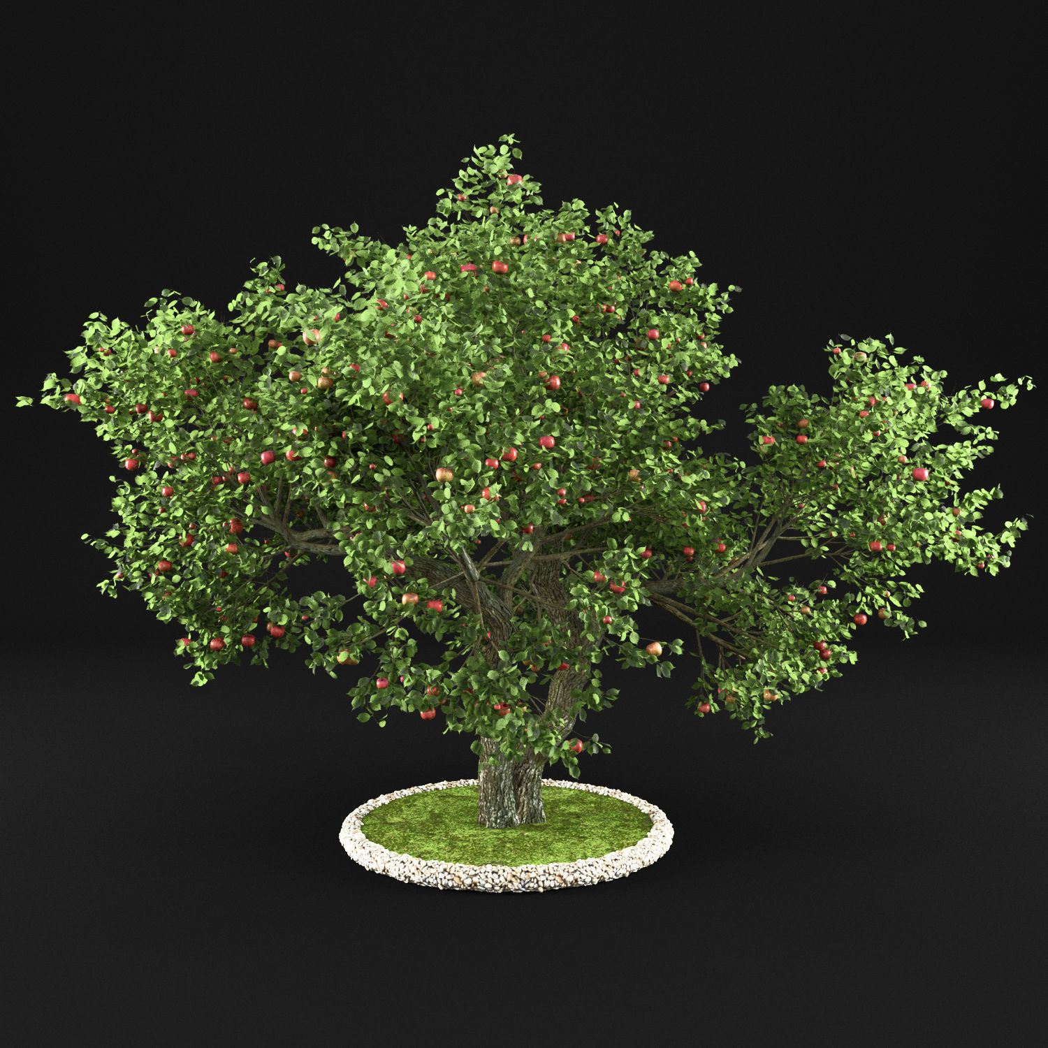 Apple Tree with Leaves 3D model_13