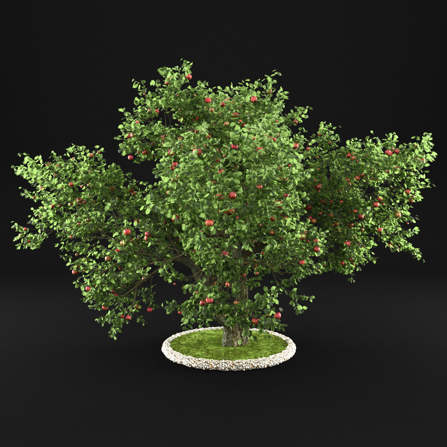 Apple Tree with Leaves 3D model_4