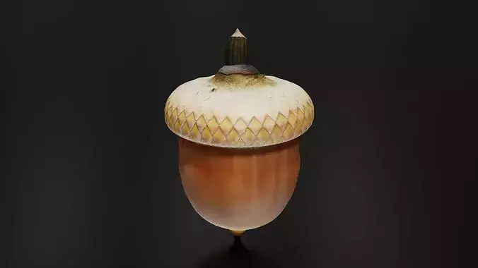 Oak fruit 3D print model 3