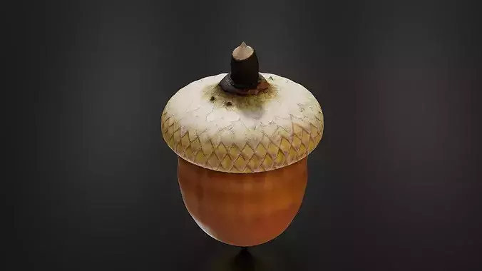 Oak fruit 3D print model 5