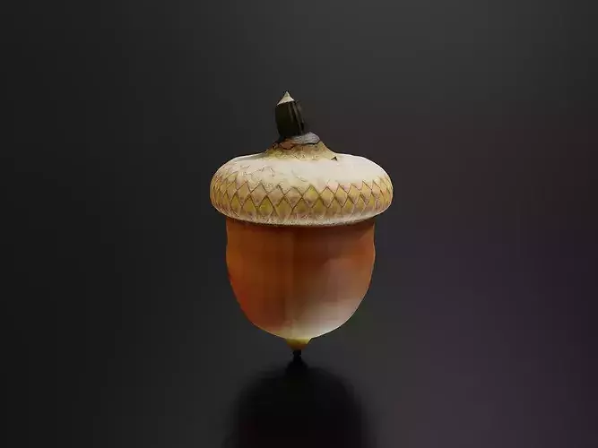 Oak fruit 3D print model