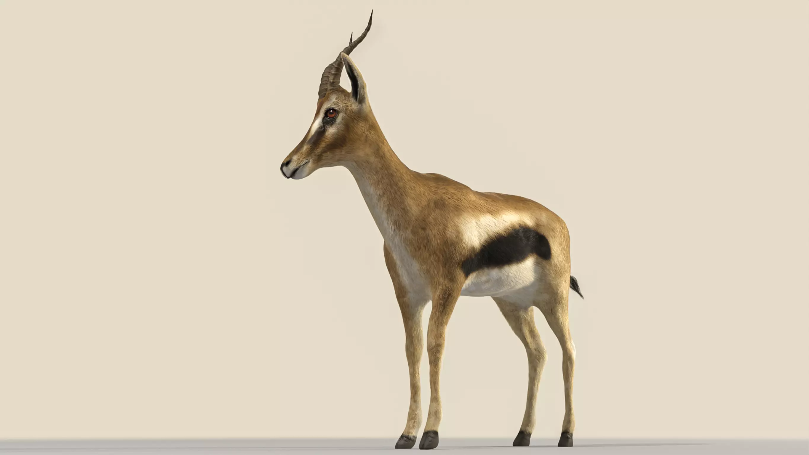 Thomson Gazelle Rigged Textured Blender 3D Model 3D model