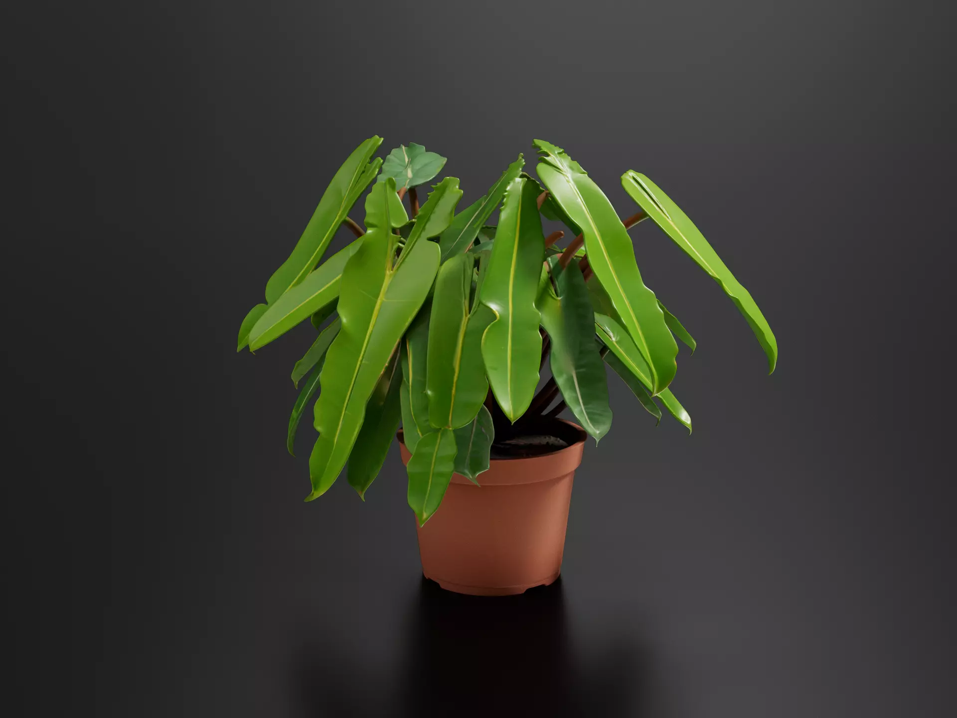 Philodendron billietiae Plant Pot 01 3D print model