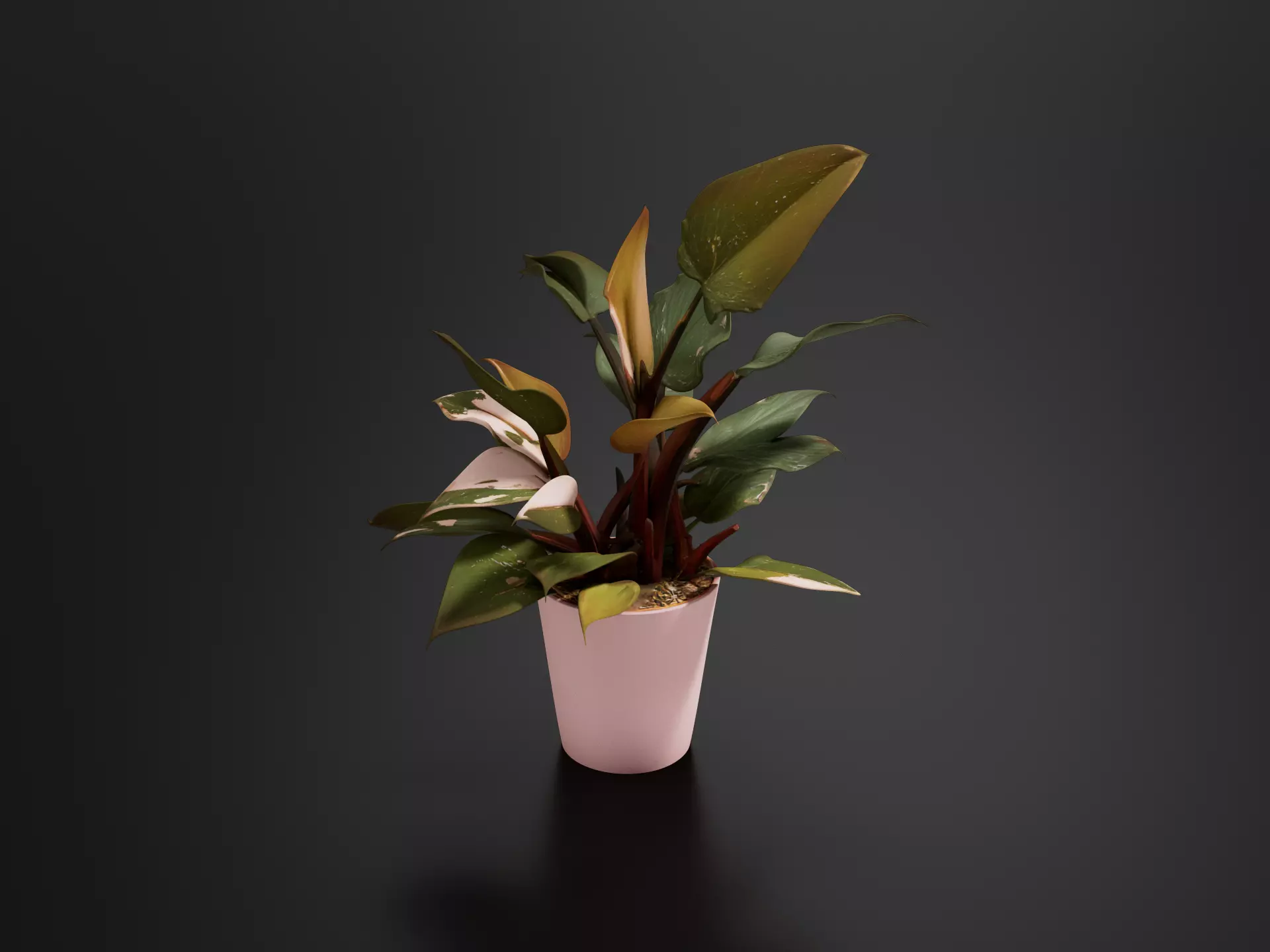 Philodendron Pink Princess Plant Pot 03 3D print model